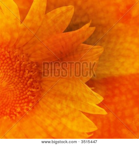 Girasole