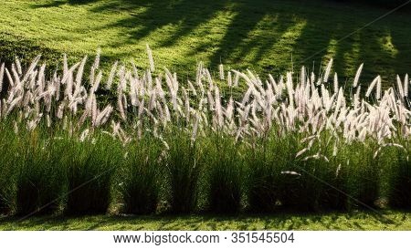 Planting Desho Grass Pennisetum Pedicellatum On The Lawn