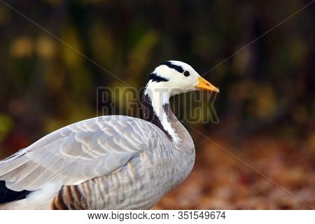 The Bar-headed Goose ,anser Indicus, Portrait Of The Goose.