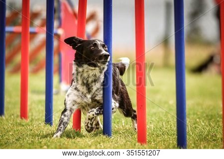 Agility Slalom And Border Collie. Black And White Border Collie Is Running Slalom On Czech Agility C