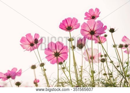 Low Angle View Of Beautiful Daisy Or Cosmos Bipinnata Cav