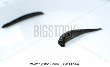 Hirudotherapy, Leeches As Therapy, Prevention Of Varicose Veins