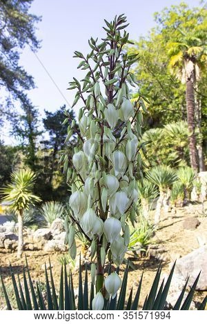 Blooming Yucca Gloriosa. Perennial Evergreen Monoecious Plant Asparagaceae.
