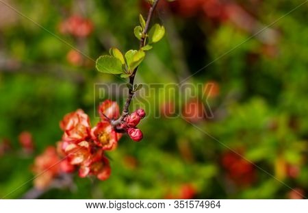 Nature Floral Background. Flowering Quince. Flowers Of Japanese Pear. Live Wall Of Flowers In A Spri