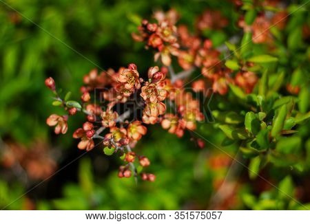 Nature Floral Background. Flowering Quince. Flowers Of Japanese Pear. Live Wall Of Flowers In A Spri