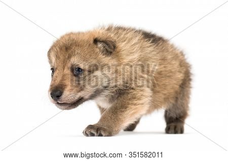 Young Mongolian wolf, or grey wolf, one month old, isolated