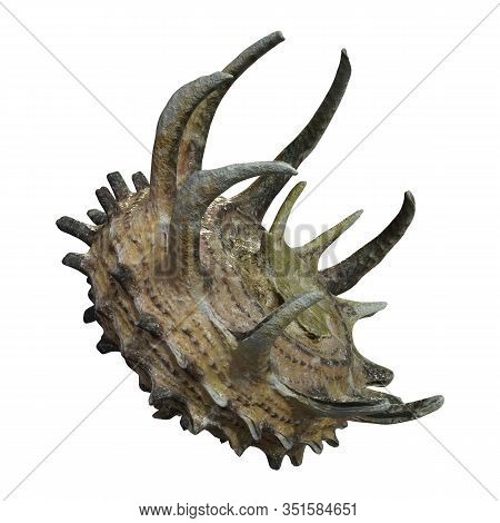 3D Rendering Sea Shell On White