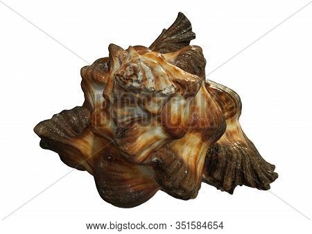 3D Rendering Sea Shell On White