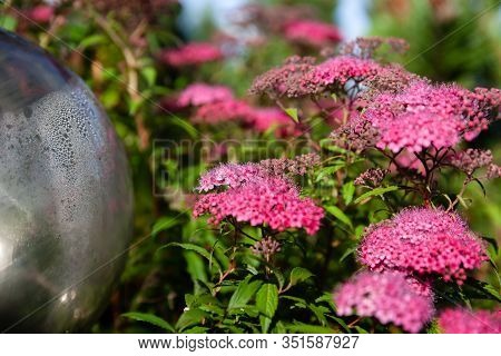 Blooming Japanese Spiraea In The Summer Garden