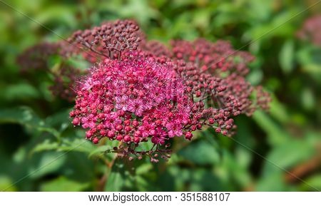 Blooming Japanese Spiraea In The Summer Garden