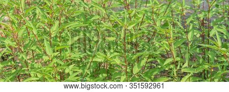 Panoramic Jute Plant With Abundant Spindle-shaped Fruits Cultivated In Houston, Texas