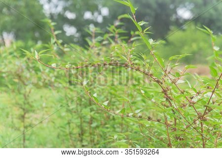 Branches Of Jute Plant With Many Spindle-shaped Fruit Cultivated In Houston, Texas