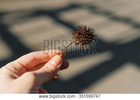 Sycamore Fruit In The Hands On The Background Of Asphalt With Shadows.