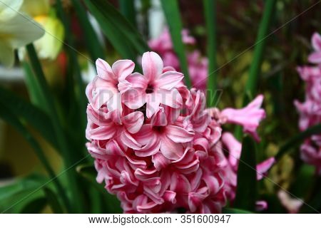 The Pictureshows A Pink Hyacinth In The Garden