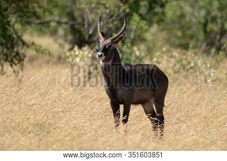 Male Defassa Waterbuck Eyes Camera From Grass