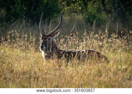 Male Defassa Waterbuck Lies In Long Grass