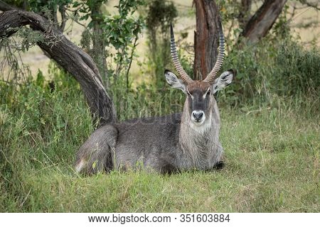 Male Defassa Waterbuck Lies Under Shady Tree