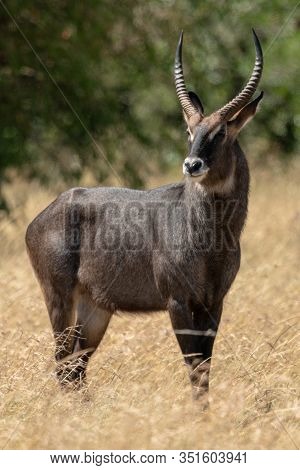 Male Defassa Waterbuck Stands In Long Grass