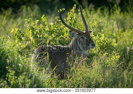 Male Defassa Waterbuck Stands In Thick Bushes