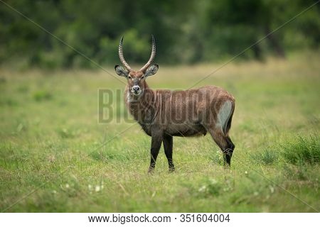 Male Defassa Waterbuck Stands Staring Towards Camera