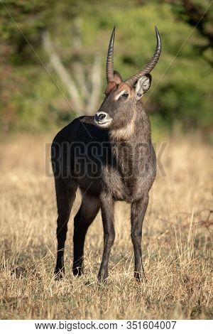 Male Defassa Waterbuck Stands Staring At Camera