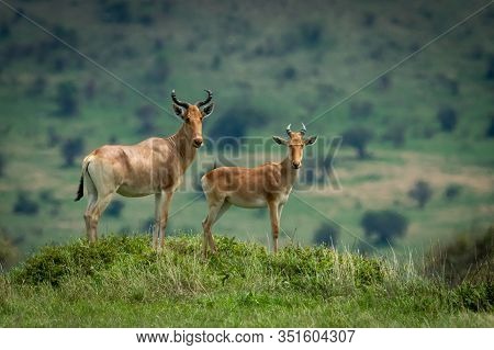 Male Hartebeest And Calf Stand On Mound