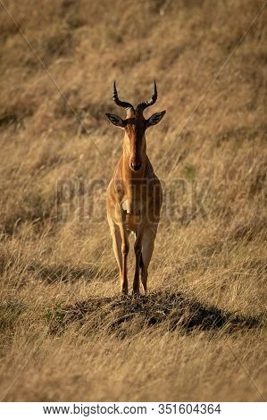 Male Hartebeest Displays Himself On Grassy Mound