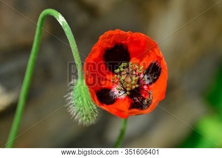 Macro Of Open Beautiful Red Poppy Flower