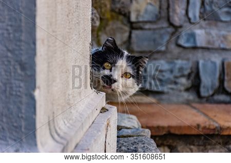 A Skittish Shy Black And White Cat Hiding Behind The Corner Looking Attentively At The Camera
