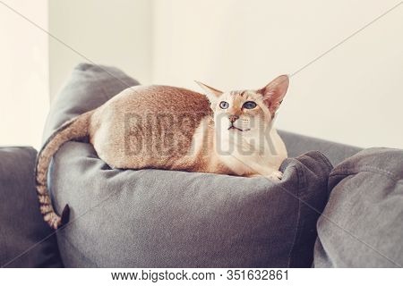 Beautiful Colorpoint Blue-eyed Oriental Breed Cat Lying On Couch Sofa Looking At Camera. Fluffy Hair