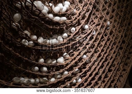 Silkworm Cocoon In Bamboo Weave Tray. Cocoons Of Thai Silkworm Growing In Bamboo Trays. Silkworm Is
