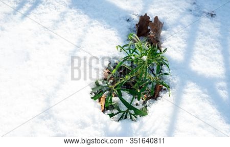 The Monetchatogo Loosestrife Plant. Meadow Tea Lysimachia Nummularia