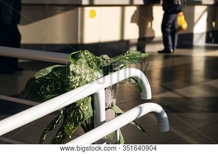Leaves Of A House Plant On Railing In Public Place