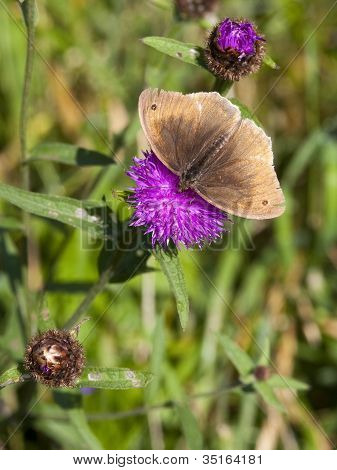 Mariposa de tirabuzón
