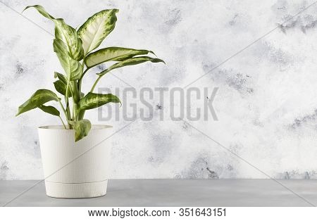 Dieffenbachia Or Dumbcane On Blue Background In Flower Pot.