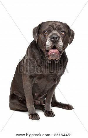 Pies Cane Corso