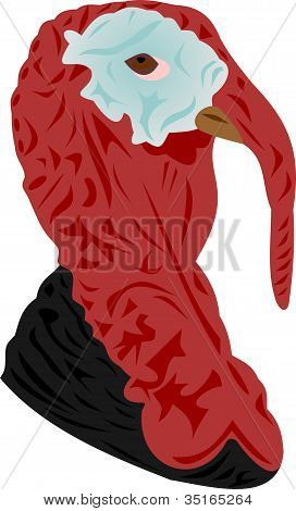 Turchia-Gallo