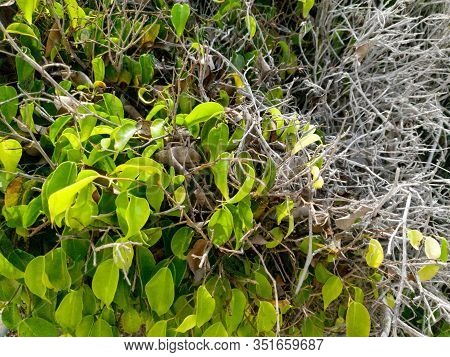 Closeup Conceptual Image Of Half Of The Tree Is Dead And Other Is Alive With Freshh Green Leaves