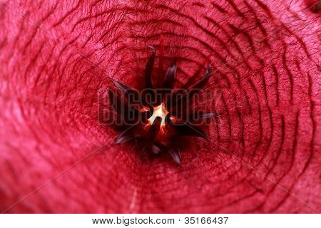 Stapelia lilla blomst