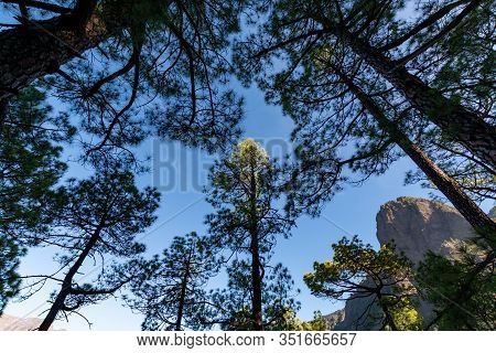 Scenic View On Caldera De Taburiente With Green Pine Forest, Ravines And Rocky Mountains Near Viewpo