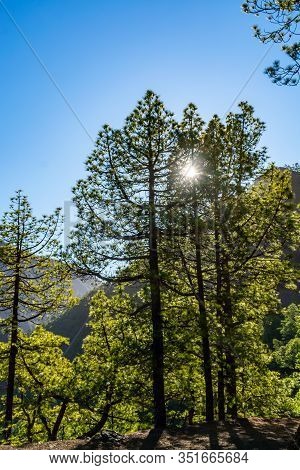 Scenic View On Caldera De Taburiente With Green Pine Forest, Ravines And Rocky Mountains Near Viewpo