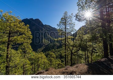 Scenic View On Caldera De Taburiente With Green Pine Forest, Ravines And Rocky Mountains Near Viewpo