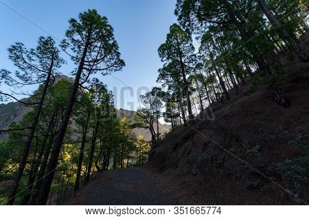 Scenic View On Caldera De Taburiente With Green Pine Forest, Ravines And Rocky Mountains Near Viewpo