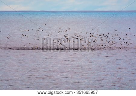 Watching Flock Of Dolfins And Many Seagulls, Coastline Of La Palma Island, Canary, Spain, Wildlife S