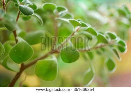 Green Fluffy Leaves Of Aichryson, A Tree Of Love Close-up. Is Genus Subtropical Plants, Mostly Nativ