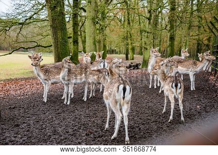 Fawns In Reservation In Forest In Zeist, Netherlands
