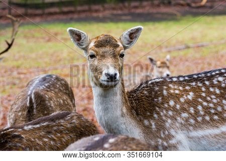 Fawns In Reservation In Forest In Zeist, Netherlands