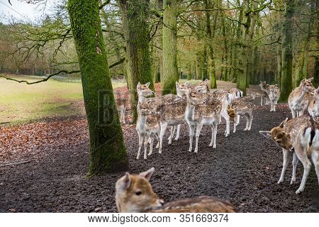 Fawns In Reservation In Forest In Zeist, Netherlands