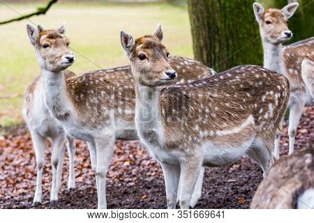 Fawns In Reservation In Forest In Zeist, Netherlands