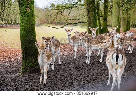 Fawns In Reservation In Forest In Zeist, Netherlands